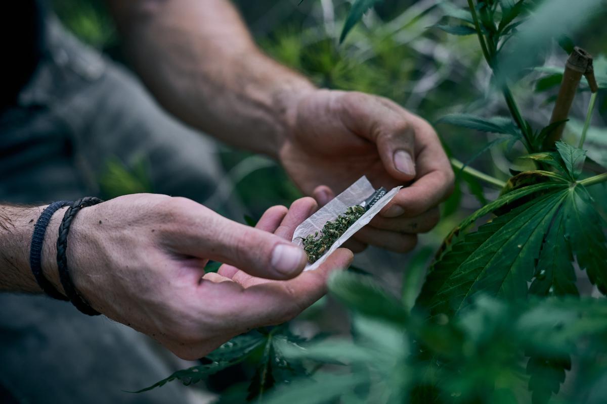 gerolde joint tussen cannabisplanten