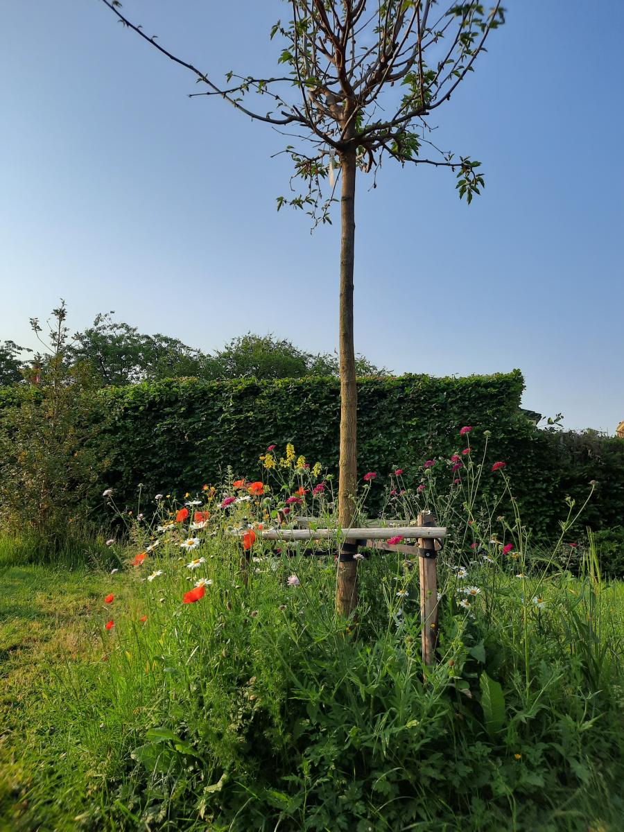 foto van jonge boom