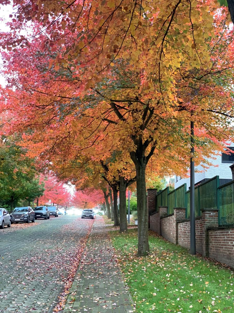 boomrijke straat in de herfst