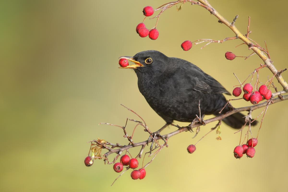 Foto van vogel die bessen eet