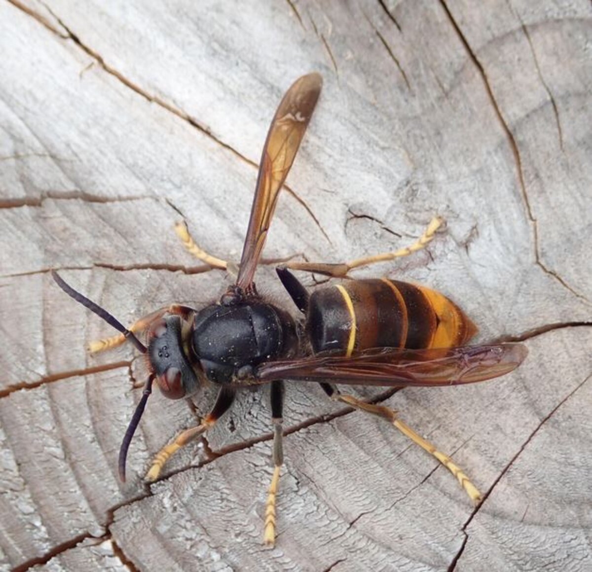 Brandweer verdelgt nu ook gratis nesten van Aziatische hoornaar