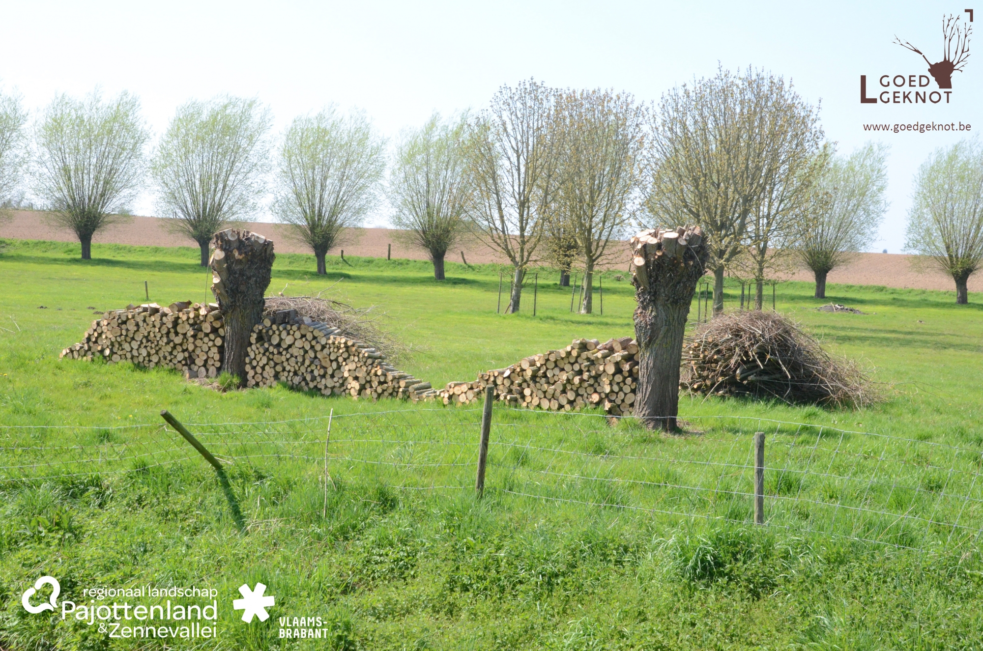 Het knotteam komt je bomen gratis knotten