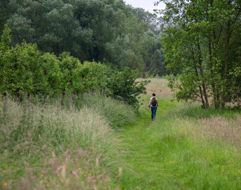 wandelaar in het groen