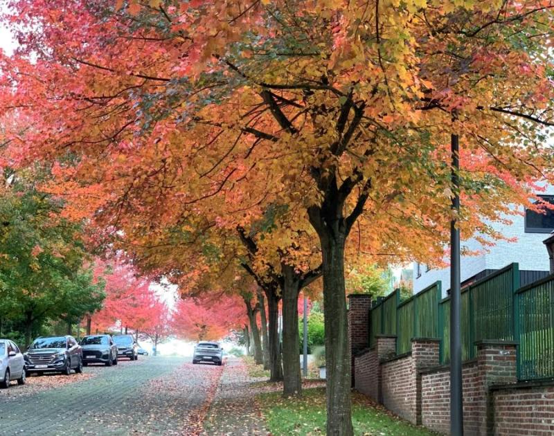 boomrijke straat in de herfst