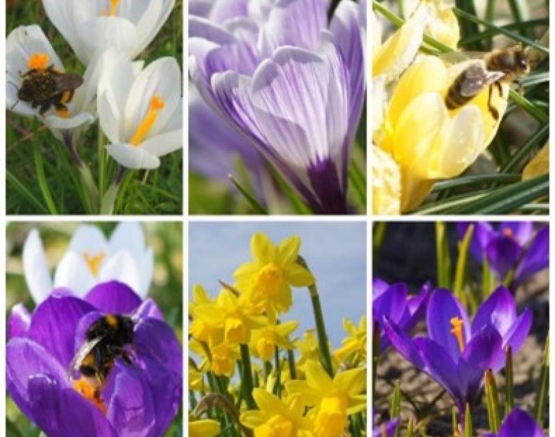 verschillende bloemen