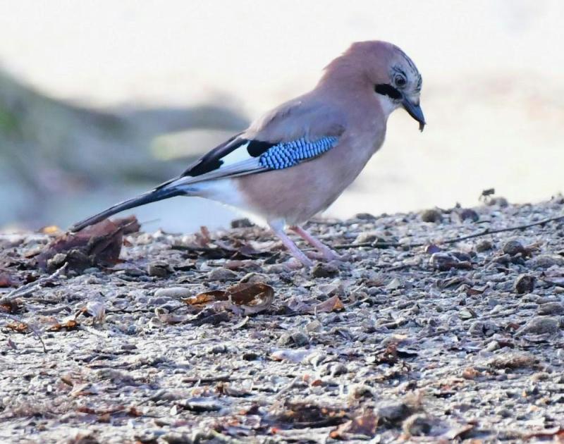 Vogelwandeling op de Thaborberg © Rony Van Hout