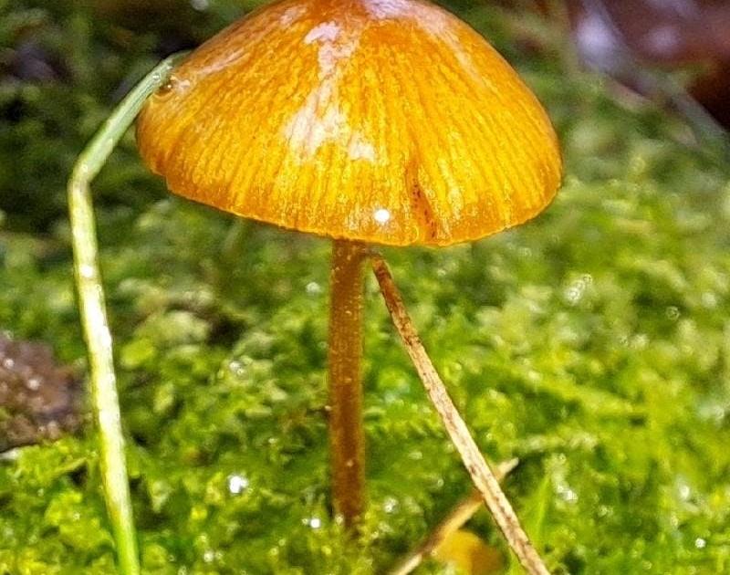 Herstwandeling in de Zibbeekvallei met focus op paddenstoelen © Natuurpunt