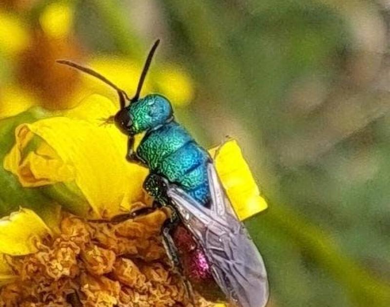 Zomerwandeling in de Zibbeekvallei - Inventarisatie insecten © Natuurpunt