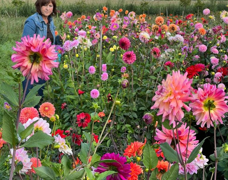 Zelfpluk biologisch bloemenveld © De Kleur van Hier en Nu