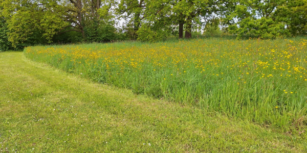 gedeeltelijk gemaaid gras