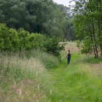 wandelaar in het groen